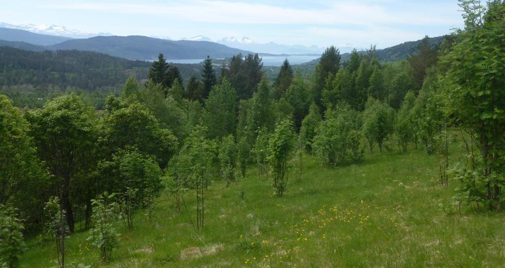 (Tolga) Foto : Yngve Rekdal / NIBIO Figur 18: Bildet viser tidligere fulldyrka jord som skal omklassifiseres til skog.