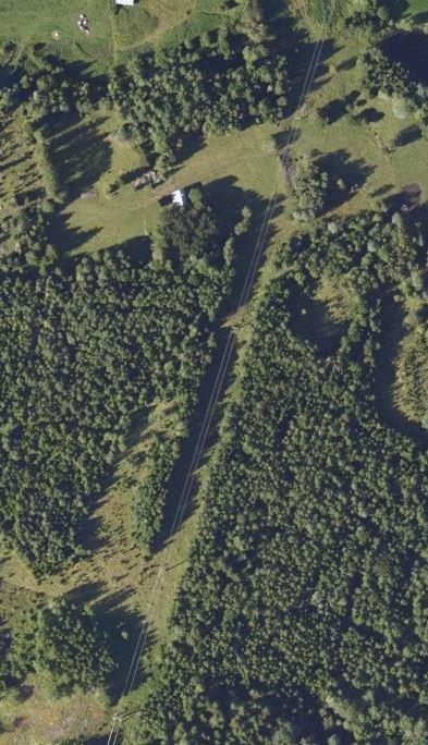 39 Traseer og ledningsgater som går gjennom skog har ofte bedre grasdekke enn skogen omkring pga.