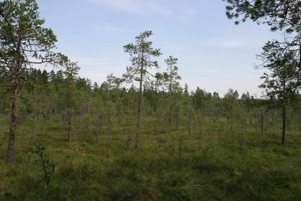 41 Dersom et areal har tresetting som holder kravet til skog, må det tas hensyn til hvor tett bestandet er, og om arealet ellers har et markert myrpreg sammenlignet med terrenget omkring.