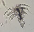 (Copepoder) Umodne hoppekreps