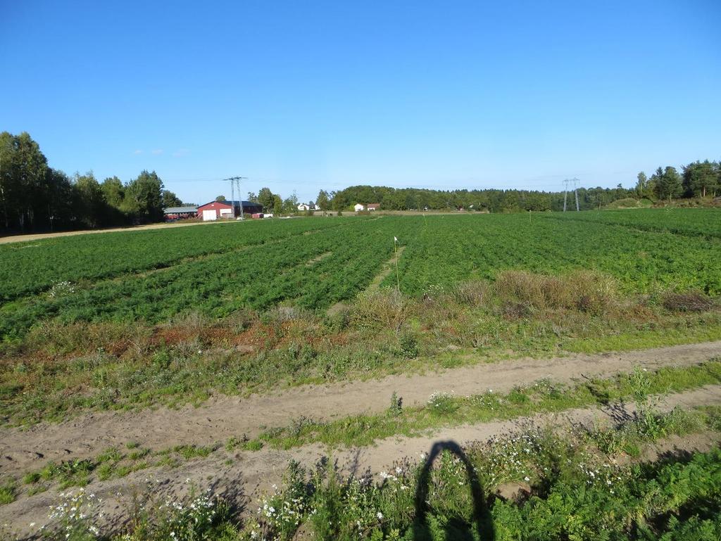 Jordløsna etter såing - til