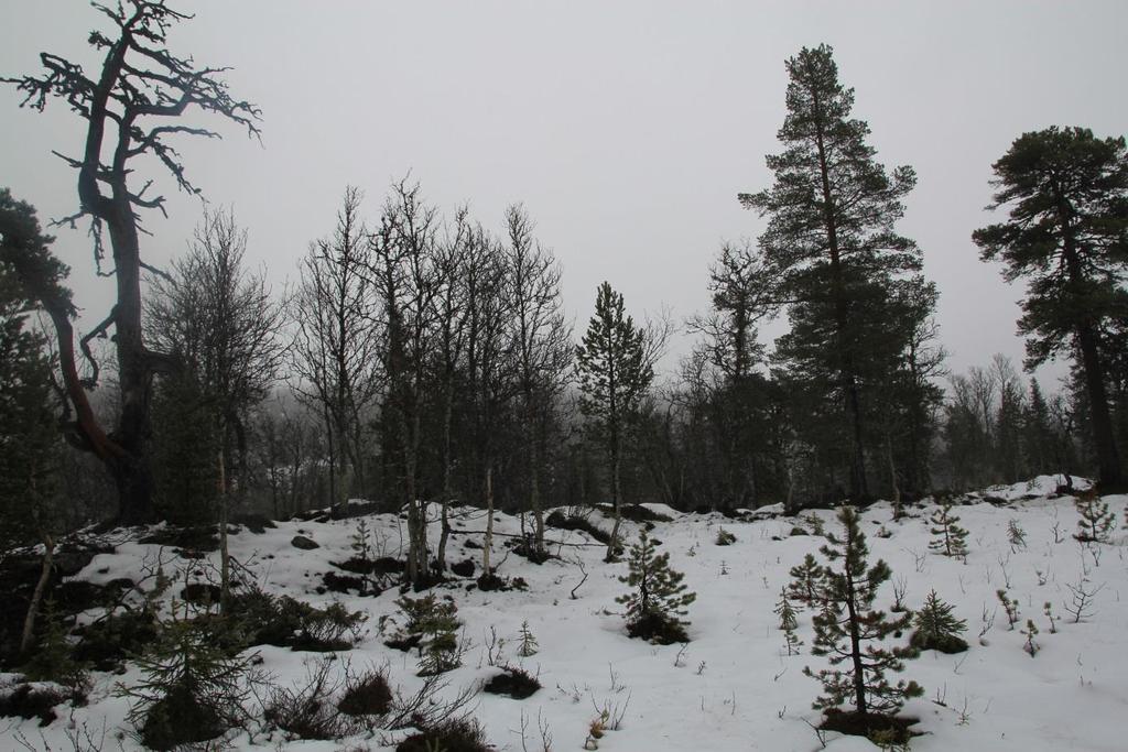 REGULERINGSPLAN SETERDALEN II HYTTEOMRÅDE, DEL AV EIENDOMMENE