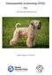 Rasespesifikk avlsstrategi (RAS) for. Irish softcoated wheaten terrier