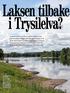 Laksen tilbake i Trysilelva?