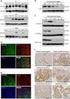 Kit Components. Regulated Mammalian Expression System. pf12k RM Flexi Vector