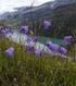 ÅRSMELDING FOR TELEMARK BOTANISKE FORENING