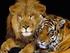 Holberg Ruriks Afrikanske Løver & Asiatiske Tigre Bergen 5. november 2014