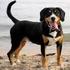 ENTLEBUCHER SENNENHUND