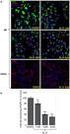 Kit Components. ADP-Glo Kinase Assay, 400 Assays. Kinase Detection Reagent