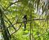 Hekkende fugl i Slevdalsvannet Naturreservat En historisk oppsummering med forslag til bevaringsmål