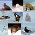 Fjellreven på den arktiske tundraen