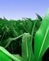 Helse- og miljørisikovurdering genmodifisert maishybrid Bt11 x MIR604 fra Syngenta Seeds Inc. (EFSA/GMO/UK/2007/50)