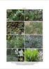 Angiosperms of North Andaman, Andaman and Nicobar Islands, India