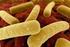 Clostridium difficile