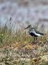 NOU 2013:10 Naturens goder om verdier av økosystemtjenester