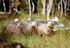 Tidlig lamming som forebyggende tiltak mot tap av lam til rovvilt
