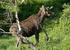 Bestandsplan for hjortevilt i Meldal Felles bestandsplan for alle vald i Meldal