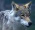 Tillatelse til skadefelling av en (1) ulv innenfor Nesset kommune