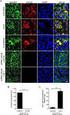 Kit Components. PAK1/CDC42 Kinase Enzyme System. Turn Key Enzyme Substrates 5x Reaction Buffer A