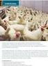 Den norske kjøtt- og eggbransjes retningslinje for dyrevelferdsprogram slaktekylling