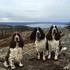 Norsk Spaniel Klub Hovedstyret