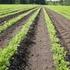 Effekter av sort, jordtype og gjødsling på avling og kvalitet hos gulrot