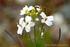 Arabidopsis thaliana, vårskrinneblom