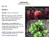 Stjernemelde (Hablitzia tamnoides)