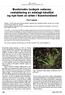 Bustsivaks Isolepis setacea, reetablering av ødelagt lokalitet og nye funn av arten i Sunnhordland