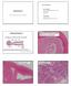 Introduksjon. Spyttkjertler. Inflammasjon og benigne neoplasier. Spyttkjertelpatologi SCHEMATIC OF BASIC SALIVARY GLAND UNIT