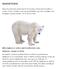 ROVPATTEDYR. Bilde: Isbjørnen er verdens største landlevende rovdyr.